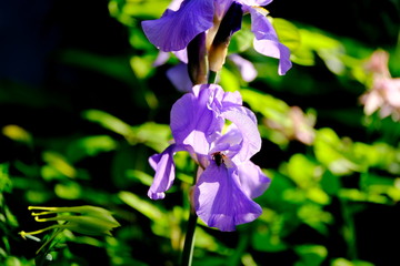 
Iris in a city park
Floral background for web design