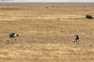 Obraz na płótnie Canvas タンザニア・ンゴロンゴロの草原で見かけたカンムリヅルのペア