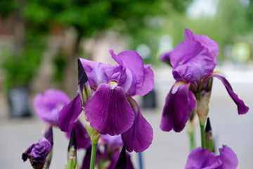
Iris in a city park
Floral background for web design
