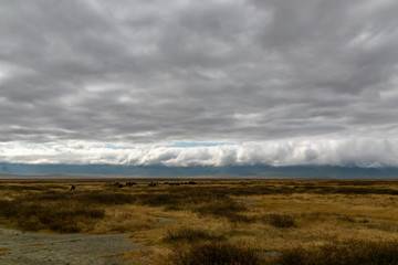 Naklejka na ściany i meble タンザニア・ンゴロンゴロの平原で、遠くに見えるヌーの群れと曇り空