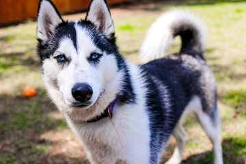 An absolutely beautiful Siberian Husky female