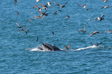 Humpback whale (Megaptera novaeangliae) feeding with a mouthful of fish while a flock of brown pelicans fly overhead in Baja California, Mexico.