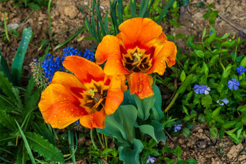 orange tulips with dew on leaves and soil in the background