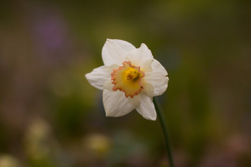  Yellow daffodil flower. Against a background of green grass.