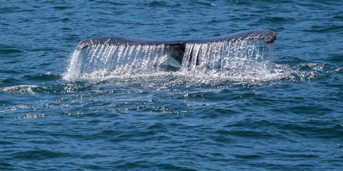 Fototapeta premium Humpback whale (Megaptera novaeangliae) shows tail flukes as it dives off the coast of Baja California, Mexico.