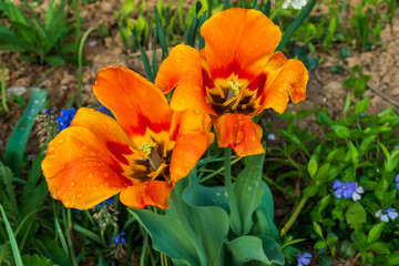 orange tulips with dew on leaves and soil in the background