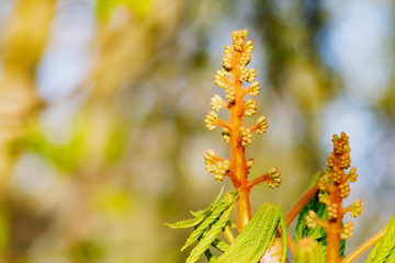 Sprig of chestnut flower