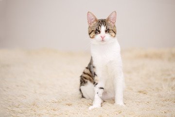 Portrait of a blind white and brown tabby cat sitting on a beige fleecy rug. Cute and affectionate rescued kitty, lost its eyes due to a severe Feline Herpesvirus Infection.