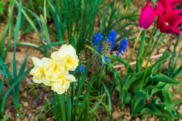 yellow daffodils and in the background blurry other plants with soil
