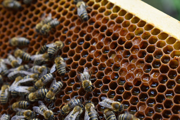 Bienen auf Waben mit viel frischem Honig und Pollen