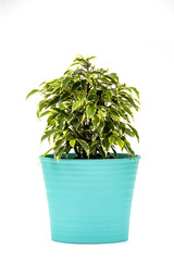 Ficus Kinky Houseplant in flowerpot on white background. Plant in a pot. Ficus Kinky tree Isolated on white background
