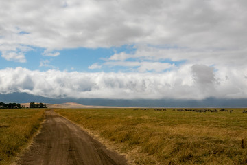 タンザニア・ンゴロンゴロの草原で遠くに見えるシマウマの群れと空