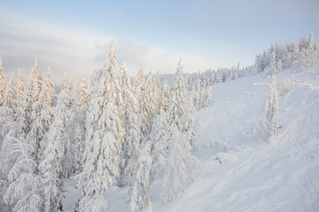 Snow white covered trees in winter landscape