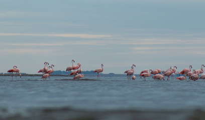 Group of flamingos resting in the epecuen lake, carhue , Argentina.