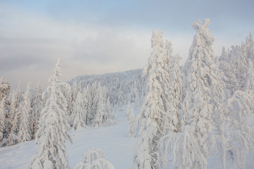 snow, winter, forest, nature, mountain, landscape, sky, cold, tree,  blue, white, mountains, ski, alps, trees, ice, season, panorama, frost, peak, snowy, frozen, christmas, cloud, outdoor