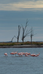 Group of flamingos resting in the epecuen lake, carhue ,,Argentina.