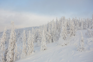 snow, winter, forest, nature, mountain, landscape, sky, cold, tree,  blue, white, mountains, ski, alps, trees, ice, season, panorama, frost, peak, snowy, frozen, christmas, cloud, outdoor