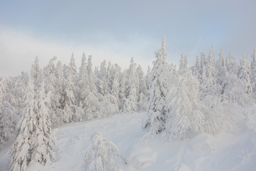snow, winter, forest, nature, mountain, landscape, sky, cold, tree,  blue, white, mountains, ski, alps, trees, ice, season, panorama, frost, peak, snowy, frozen, christmas, cloud, outdoor