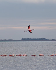 Naklejka na ściany i meble flamingos flying over the epecuen lake, carhue, Buenos Aires province, Argentina.