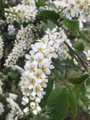 white fragrant bird cherry flower
