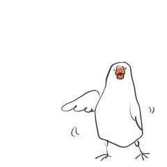 白背景に翼を広げて踊る白文鳥