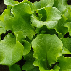 Concept of gardening- eco friendly organic fresch lettuce leaves growing in the garden. Copy space, green background