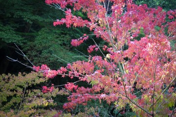 Árbol japonés con flores rojizas