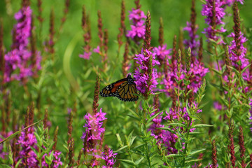 butterfly on a flower