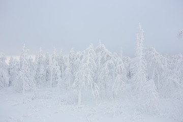 snow, winter, forest, nature, mountain, landscape, sky, cold, tree,  blue, white, mountains, ski, alps, trees, ice, season, panorama, frost, peak, snowy, frozen, christmas, cloud, outdoor