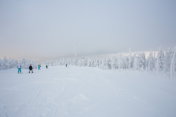 Snow white covered trees in winter landscape