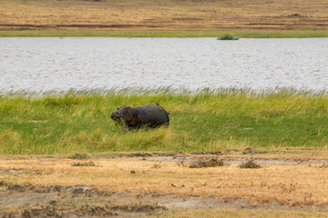 タンザニア・ンゴロンゴロで見かけたカバ