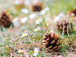Several Pine or fur cones fallen on the ground in the forest with daisy flowers in a summer day. Clearing in the woods with Forest gifts - chamomile and cones. Summer decoration nature background.