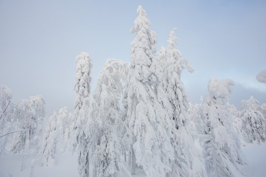 Snow white covered trees in winter landscape © Mishainik