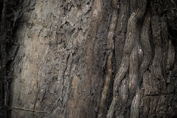 The trunk of a tree covered with vines, roots of vines covering  trunk