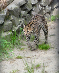 Young leopard in a Novosibirsk zoo
