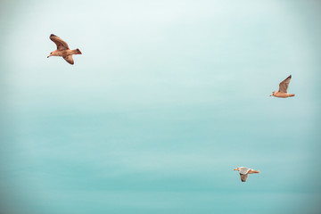 Fototapeta na wymiar Three seagulls in flight