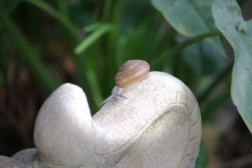 A snail is, in loose terms, a shelled gastropod. 