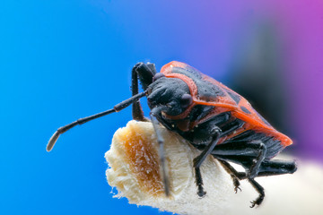 Firebug (Pyrrhocoris apterus) isolated close up macro, on wood © Jaroslav Noska