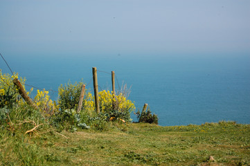 Wild flowers growing on the cliff top