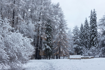 Trees in frost at the beginning of winter in the Park