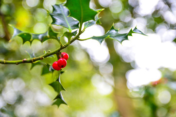 Holly berries hanging from the tree
