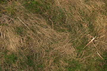 Green and yellow grass. Background of dried and green grass