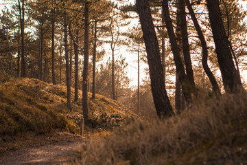 Sunrise in the forest