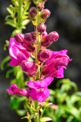 A close up of a pink spring flower budding