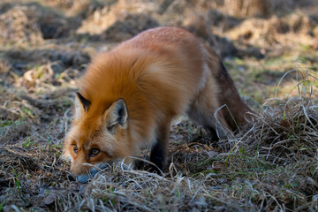 Little wild fox with red fur sniffs prey in the field