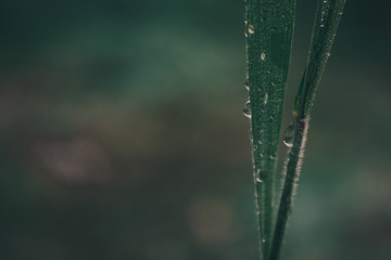 fresh grass with water drops . phantom blue .