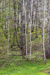 Obraz premium trees in the forest