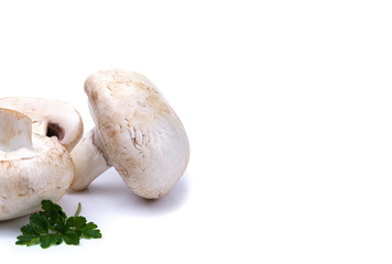 mushrooms on a white isolated background, for your creativity