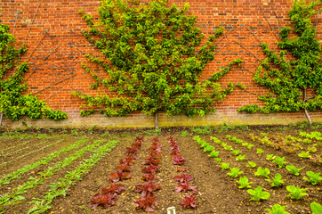 Lines of vegetables that are growing in the garden