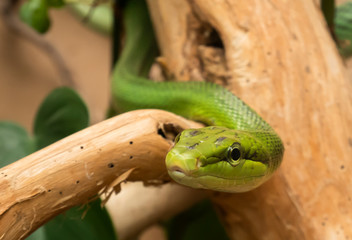 Couleuvre verte. 